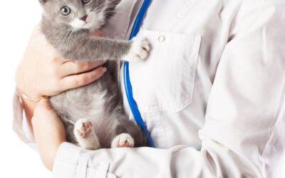 The Ultimate Guide to British Shorthair Care