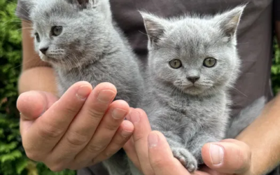 10 Essential Tips for Raising a Healthy British Shorthair Kitten