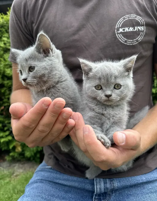 10 Essential Tips for Raising a Healthy British Shorthair Kitten